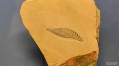 <b>我国科学家研究确杏耀注册认云南虫是最原始脊</b>