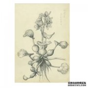 <b>杏耀代理植物科学画是种什么画？</b>