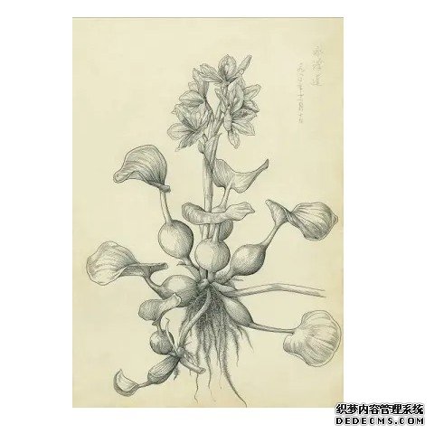 杏耀代理植物科学画是种什么画？