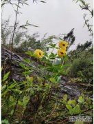 <b>珍稀濒危植物墨脱百合首次回归野外杏耀平台</b>