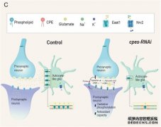 <b>研究发现质膜鞘磷杏耀平台脂可调节果蝇昼夜行</b>