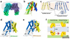 <b>科学家揭开植物经典杏耀注册PIN家族蛋白结构面</b>