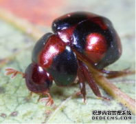 <b>杏耀动物界的“内卷”才是真的“卷”</b>