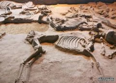 <b>距今约2700年 杏耀手机客户端江苏沿海地区首次发</b>