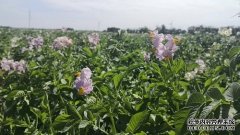 <b>“薯业硅谷”结出“科技硕果”杏耀代理</b>