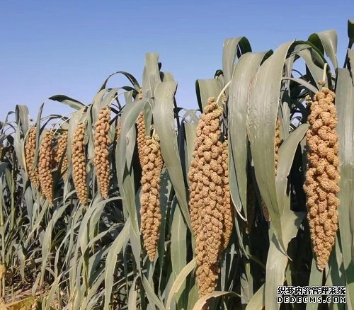 育种新途径:谷杏耀手机客户端子高产靠微生物