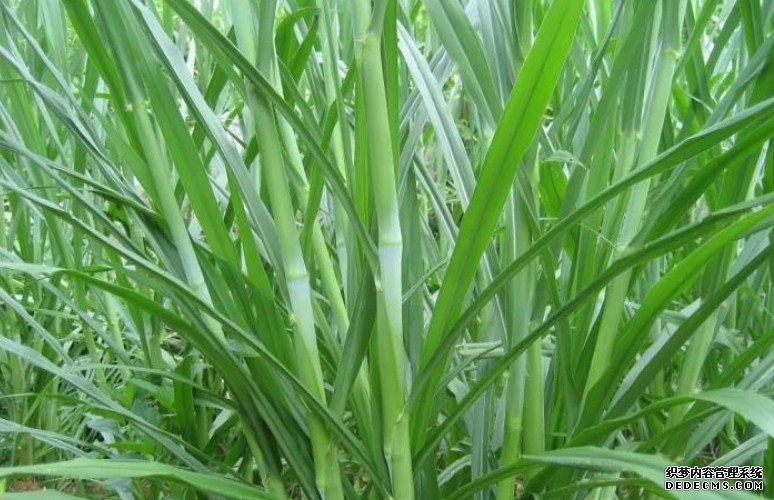 菌草是杏耀手机客户端什么草?
