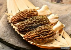<b>是谁在祸害羊肚菌？羊肚菌病害核心种类基杏耀</b>
