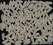 <b>中科院耐盐水稻“盐黄香粳”亩产达500公斤杏耀</b>