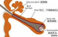<b>科学家研究体外生成杏耀毛囊新策略</b>