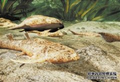 <b>新研究揭秘“从鱼到人杏耀注册”的关键环节</b>