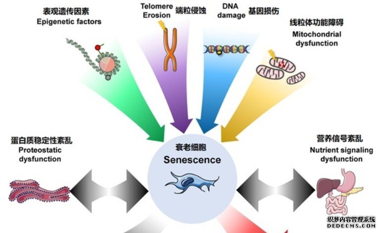 衰老中起重要作用杏耀手机客户端的抗炎分子找到