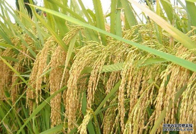 世界最高海拔水稻百杏耀平台亩产量纪录再刷新
