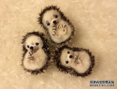 <b>杏耀注册中心刺猬家族再添新成员</b>