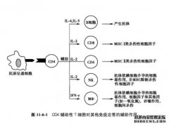 <b>新研究：来自母体的杏耀平台细胞可调控子代免</b>