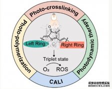 <b>杏耀平台中科院大连化学物理研究所提出聚集态</b>