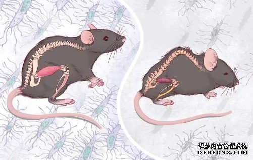 中澳学者最新研究揭示:骨细胞是骨骼“杏耀注册抗衰老”的关键