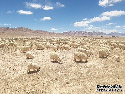 从亲戚家“拿来杏耀平台”个基因,山羊成功登上青藏高原