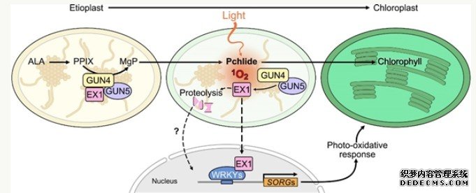 杏耀注册中科院植物所科研人员揭示叶绿体单线态氧信号新通路