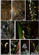 <b>中科院武汉植物园科研人员在杏耀代理马达加斯</b>