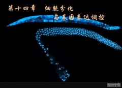 <b>研究揭示生物大杏耀代理分子凝聚态调控细胞命</b>