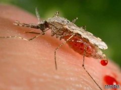 <b>杏耀研究：气候变化扩大蚊子活动范围，导致疟</b>