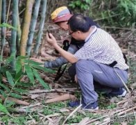 <b>科研人员在湖北竹溪发现两个植物新物种杏耀平</b>