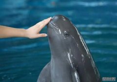 <b>杏耀代理长江干流发现99对母子江豚，“微笑天使</b>