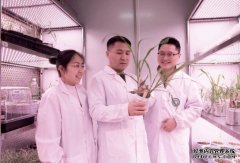 <b>杏耀中国科研人员揭秘全球首个牧草领域图形泛</b>