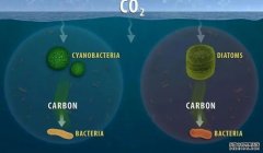 <b>新研究发现水生微生物有复杂的光能转换机制杏</b>