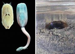 <b>历经“五次生物杏耀代理大绝灭”繁衍至今 古生</b>