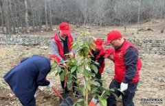 <b>120株三峡库区杏耀平台珍稀植物“重返”原生地</b>