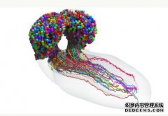 <b>第一张昆虫全脑图谱绘制完成杏耀代理</b>
