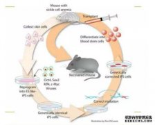 <b>《自然》论文：雄杏耀代理性小鼠干细胞转化功</b>
