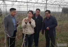 <b>杏耀代理河南派专家组赴地方开展冰冻雨雪天气</b>