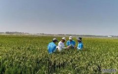 <b>专访｜耐盐碱基因发现者杏耀平台：盐碱地上种</b>