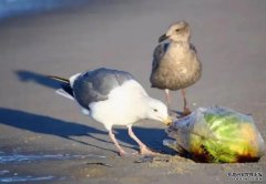 <b>微塑料改变海鸟杏耀注册肠道微生物群</b>