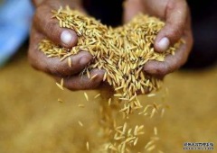 <b>联合国粮农组织：2022年全球面杏耀代理临严重粮</b>