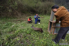 <b>国家一级重点保护野生动物林麝首现四川叙永沐</b>