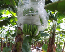 <b>FASE 前沿研究：规模化种植改善香蕉园的田间管理</b>