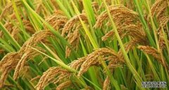 <b>沐鸣注册我国科学家揭示极端降水对水稻产量影</b>