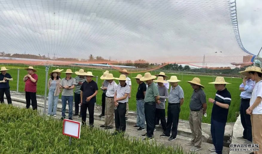 解决种业卡脖子技术,沐鸣注册水稻生物育种全国重点实验室落地无锡