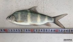 <b>沐鸣注册我国首次突破长鳍光唇鱼人工繁育技术</b>