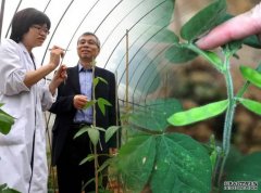 <b>沐鸣注册香港首个农科实验项目“根瘤菌”抵达</b>