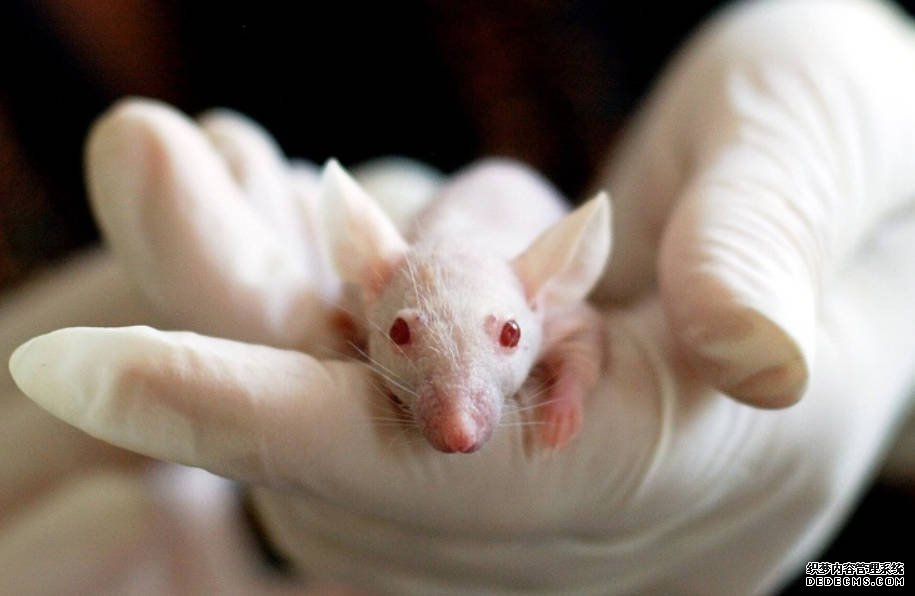 罕见遗传病首个人源化小鼠模型育出2号站代理