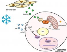 <b>Life Metab 前沿研究：沐鸣登录清华大学免疫所曾文</b>