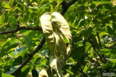 <b>野生绒毛皂荚进入盛花期 全球现存数量增至10株</b>