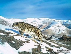 <b>西藏珠峰地区雪豹数量超百只沐鸣平台官网</b>