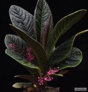 <b>中国科学院华南植物园三个新品种通过审定蓝狮</b>