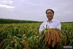 <b>历时9年！我国发掘谷子籽粒产量重要基因2号站代</b>